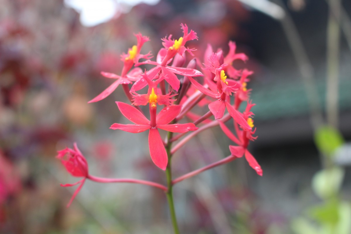 Epidendrum